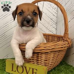 Shadow, Jack Russell Terrier Puppy