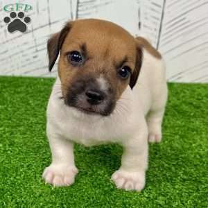 Shadow, Jack Russell Terrier Puppy
