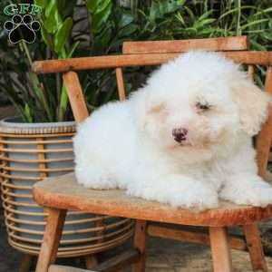 Ross, Mini Sheepadoodle Puppy