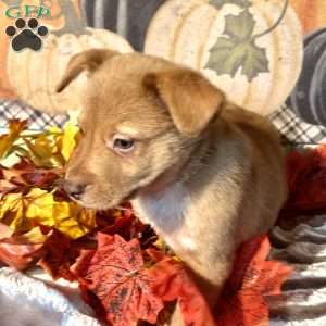 Harvey, Australian Shepherd Mix Puppy