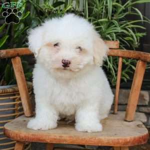 Ross, Mini Sheepadoodle Puppy