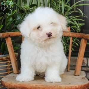 Ross, Mini Sheepadoodle Puppy