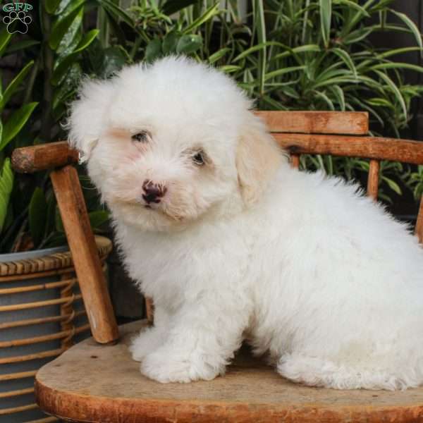 Ross, Mini Sheepadoodle Puppy