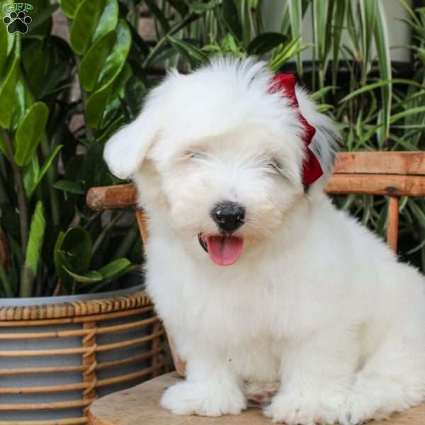 Janice, Mini Sheepadoodle Puppy