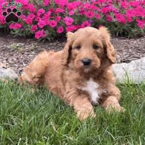 Fudge, Goldendoodle Puppy