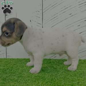 Scooby, Jack Russell Terrier Puppy