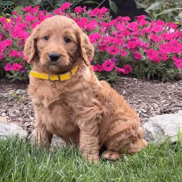 Franny, Goldendoodle Puppy