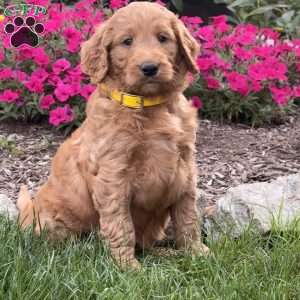 Franny, Goldendoodle Puppy
