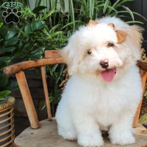 Phoebe, Mini Sheepadoodle Puppy