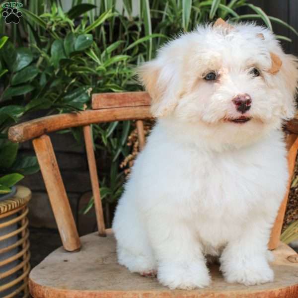 Phoebe, Mini Sheepadoodle Puppy