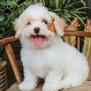 Phoebe, Mini Sheepadoodle Puppy