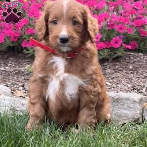 Farah, Goldendoodle Puppy