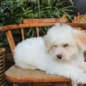 Phoebe, Mini Sheepadoodle Puppy
