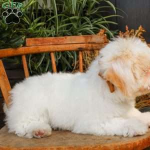 Phoebe, Mini Sheepadoodle Puppy