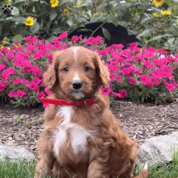 Farah, Goldendoodle Puppy