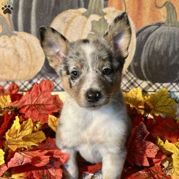 Harlo, Australian Shepherd Mix Puppy