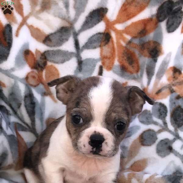 Blakely, Boston Terrier Puppy