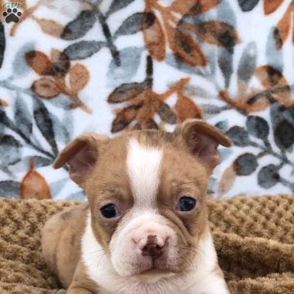 Bennett, Boston Terrier Puppy