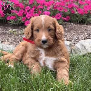 Farah, Goldendoodle Puppy
