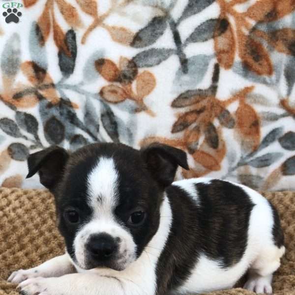 Baylor, Boston Terrier Puppy