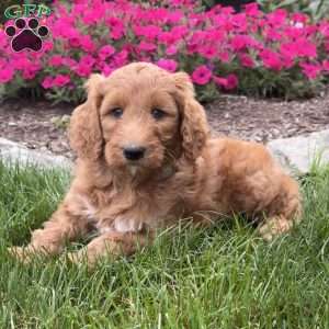 Fiona, Goldendoodle Puppy