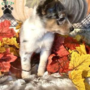 Harlo, Australian Shepherd Mix Puppy