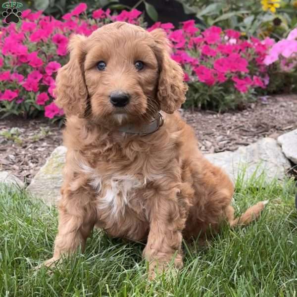 Fiona, Goldendoodle Puppy