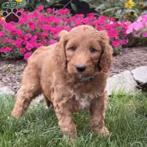 Fiona, Goldendoodle Puppy