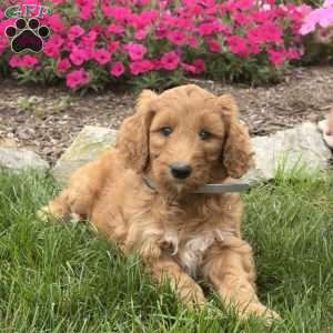 Fiona, Goldendoodle Puppy