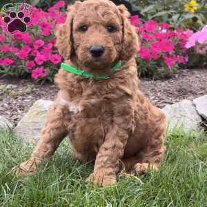 Fido, Goldendoodle Puppy
