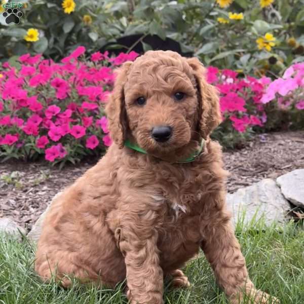 Fido, Goldendoodle Puppy