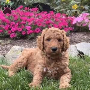 Fido, Goldendoodle Puppy