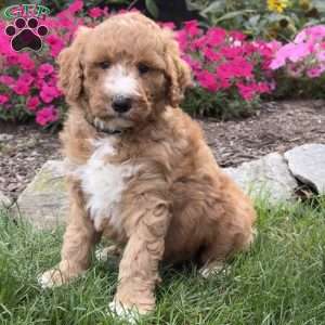 Frankie, Goldendoodle Puppy