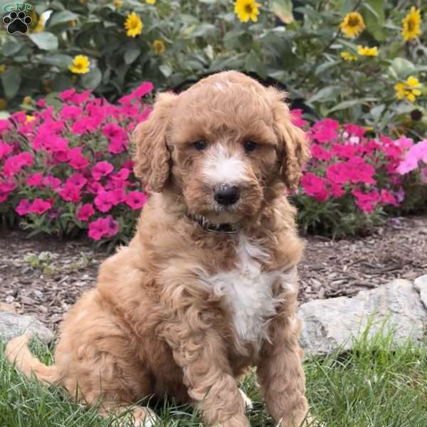 Frankie, Goldendoodle Puppy