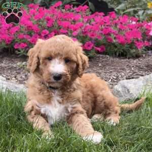 Frankie, Goldendoodle Puppy