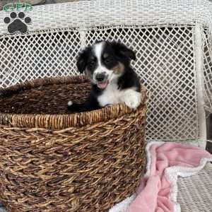 Carla, Miniature Australian Shepherd Puppy
