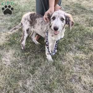 Maggie, Newfypoo Puppy