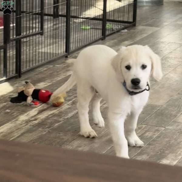 Twiggy, Golden Retriever Puppy