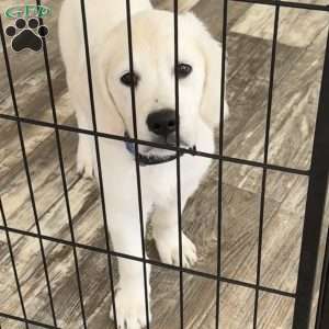 Twiggy, Golden Retriever Puppy