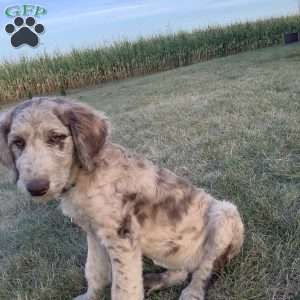 Maggie, Newfypoo Puppy