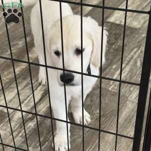 Twiggy, Golden Retriever Puppy