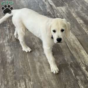 Twiggy, Golden Retriever Puppy