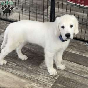 Twiggy, Golden Retriever Puppy