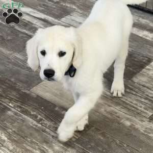 Twiggy, Golden Retriever Puppy