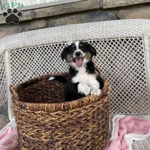 Carla, Miniature Australian Shepherd Puppy