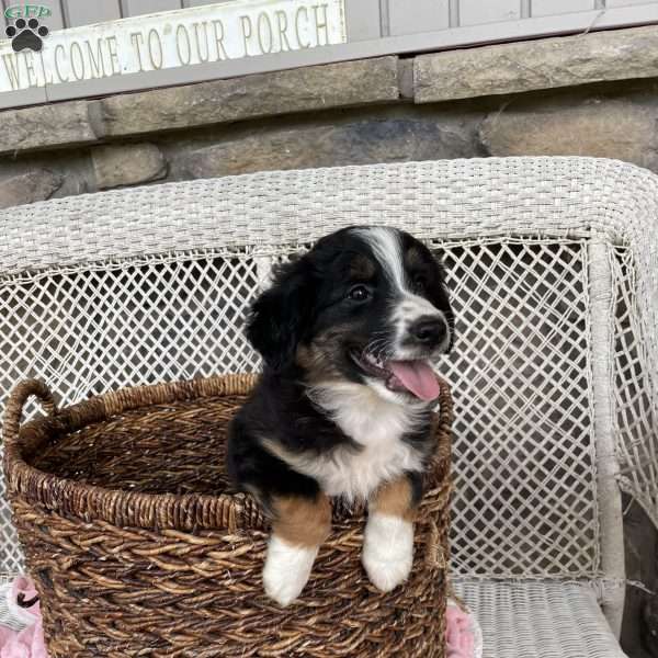 Theo, Miniature Australian Shepherd Puppy