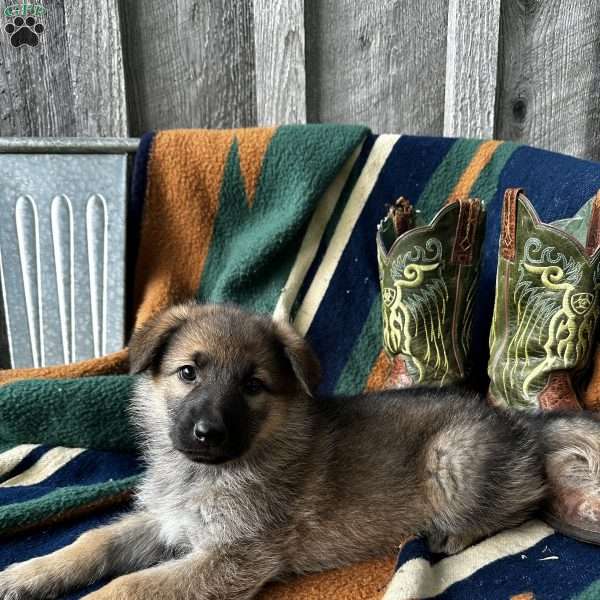 Beth, German Shepherd Puppy