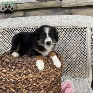 Theo, Miniature Australian Shepherd Puppy