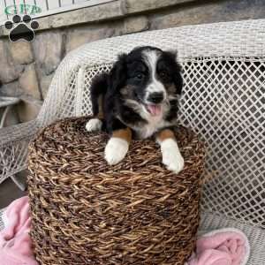 Theo, Miniature Australian Shepherd Puppy