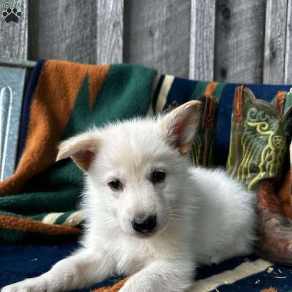 Walker, German Shepherd Puppy